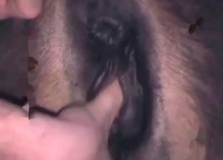 Zoophile fingers a sexy horse
