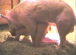 Extra-horny gay dude fucks a hung pig