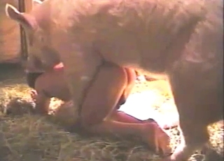 Extra-horny gay dude fucks a hung pig