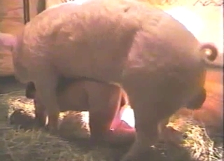 Extra-horny gay dude fucks a hung pig