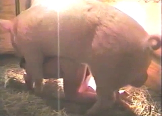 Extra-horny gay dude fucks a hung pig