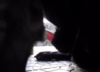 Big dick horny dog showing off on camera
