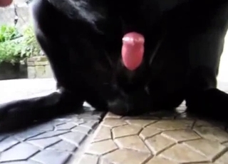 Big dick horny dog showing off on camera