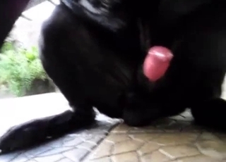 Big dick horny dog showing off on camera