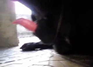 Big dick horny dog showing off on camera