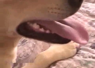 Passionate dog sucks a filthy uncut dick