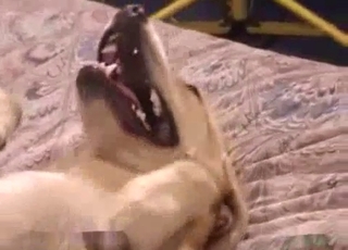 Passionate dog sucks a filthy uncut dick