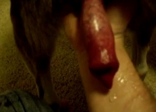 Dog's big hard red cock up close to the cam