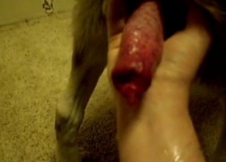 Dog's big hard red cock up close to the cam