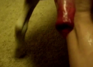 Dog's big hard red cock up close to the cam