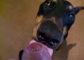 Wide-eyed dog sucking an uncut boner
