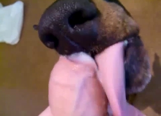 Wide-eyed dog sucking an uncut boner