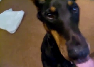Wide-eyed dog sucking an uncut boner
