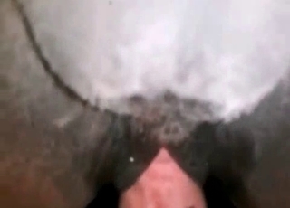 Animal fucked by a zoophile guy