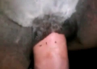 Animal fucked by a zoophile guy