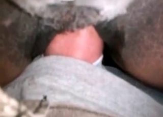 Animal fucked by a zoophile guy