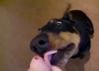 Wide-eyed dog sucking an uncut boner