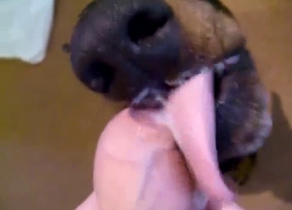 Wide-eyed dog sucking an uncut boner