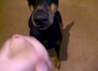 Wide-eyed dog sucking an uncut boner