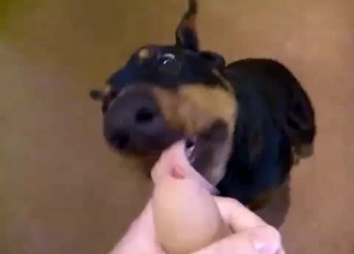 Wide-eyed dog sucking an uncut boner