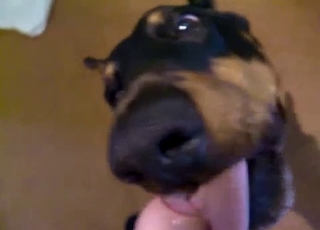 Wide-eyed dog sucking an uncut boner