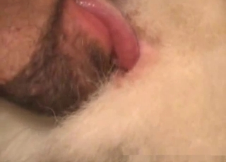 Guy thoroughly licking that animal cunt
