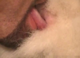 Guy thoroughly licking that animal cunt