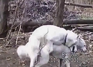 Two white dogs happily fucking outdoors