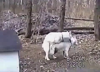 Two white dogs happily fucking outdoors