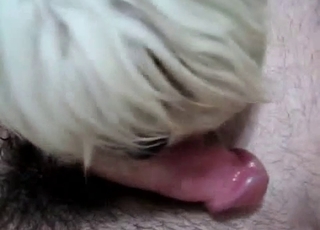 White dog can't stop sucking dick on cam