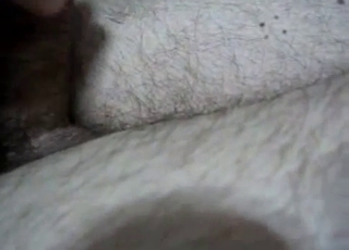White dog can't stop sucking dick on cam