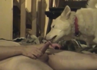 Hot gay handjob for a big-dicked mutt