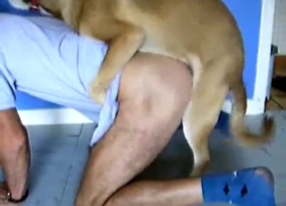 Passionate dog eating the owner's ass