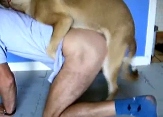 Passionate dog eating the owner's ass