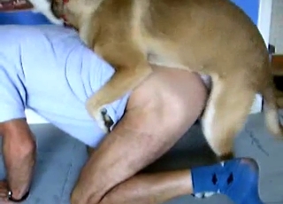 Passionate dog eating the owner's ass