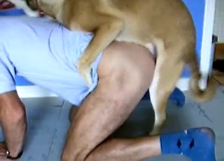 Passionate dog eating the owner's ass
