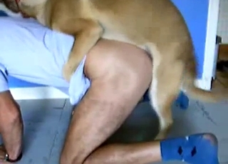 Passionate dog eating the owner's ass