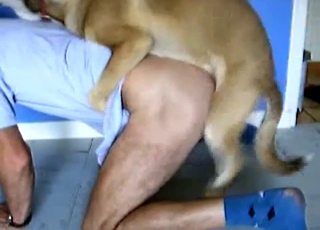 Passionate dog eating the owner's ass