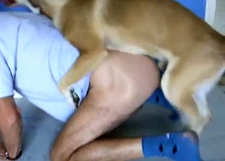 Passionate dog eating the owner's ass