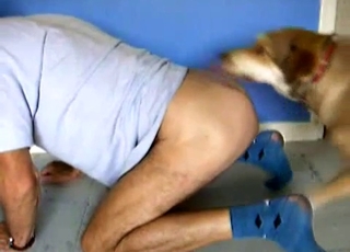 Passionate dog eating the owner's ass