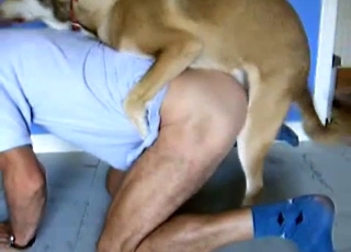 Passionate dog eating the owner's ass