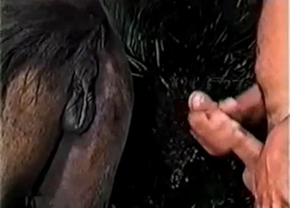 Hot stud fucking a mare's moist hole