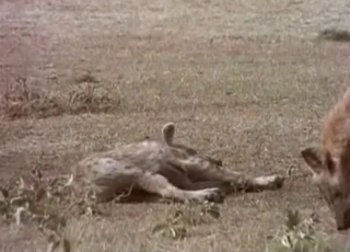 Horny hyenas fucking in the wilderness