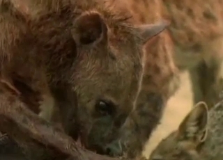 Horny hyenas fucking in the wilderness