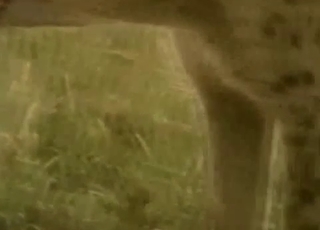 Horny hyenas fucking in the wilderness