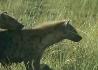 Horny hyenas fucking in the wilderness