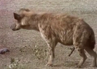 Horny hyenas fucking in the wilderness