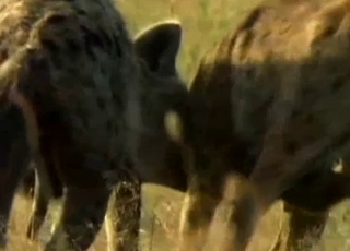 Horny hyenas fucking in the wilderness