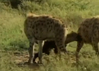 Horny hyenas fucking in the wilderness