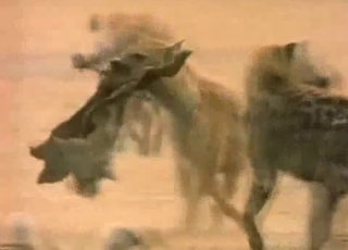 Horny hyenas fucking in the wilderness